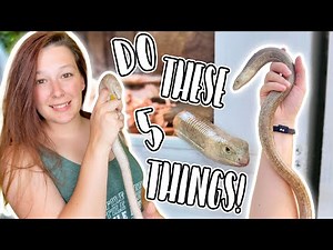 Improve Your European Legless Lizard (Sheltopusik) Care in 5 Easy Steps!