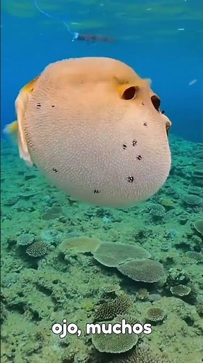 Pez globo: el animal más curioso del océano 🌊 #curiosidades #pezglobo #curiosidades