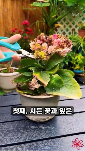 죽어가는 칼랑코에 다시 살리는 5가지 방법 #가드닝 #식물키우기