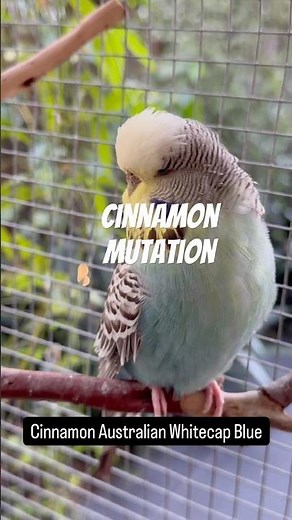 Cinnamon budgie #muhabbetkusu #wellensittich #parakeet #budgie
