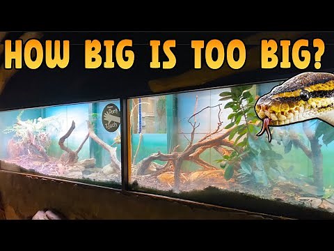 What is a Good Sized Tank for a Ball Python?