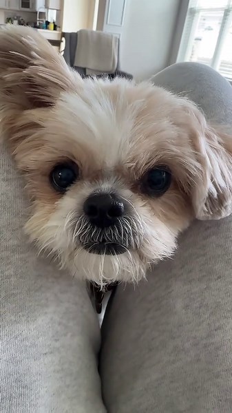When Your Dog Always Invades Your Space — Hilarious Moments