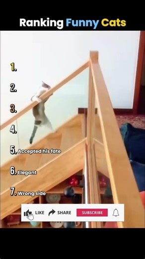 Ranking Funny Cats