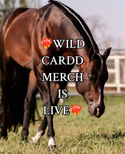 ❤️‍🔥Wild Cardd merch is finally LIVE❤️‍🔥 As promised, I told many of you I would post when Wild Cardd’s merch store was live & here it is! https://wildcardd.deco-apparel.com Our fave items are definitely the hoodies, we love a cool sleve design!😎 #AQHAStallion #WildCardd #Stallion #HighpointPerformanceHorses #HorseBreeding
