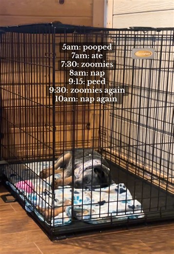 A Day in the Life of a 3 Month Old Blue Heeler