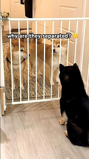 Nooo La Polizia 4 🥺 #cutenessoverload