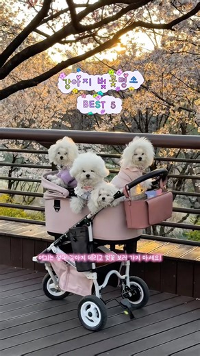 벚꽃 놀이 간 네 마리의 강아지 🌸