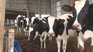 Dairy farmer McDonald Stevenson says importing in-calf-heifers is the only way to quickly boost local milk production. | The Nation Barbados