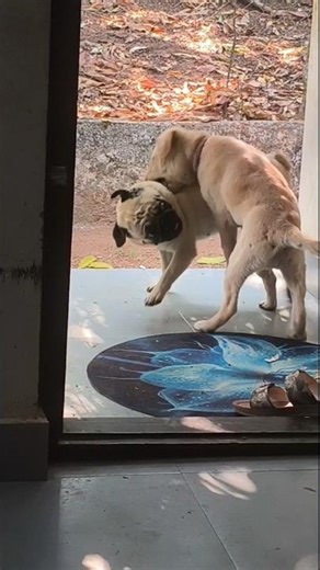 പൊരിഞ്ഞ അടി 🐶❤️👍 #pug #labpuppy #funny