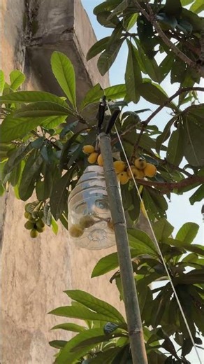 DIY Simple Fruit Picker, No More Climbing Trees for Loquats!