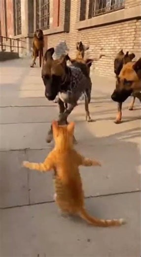 Watch this cat breakdance like a pro #catdance #funnycats #dancemoves