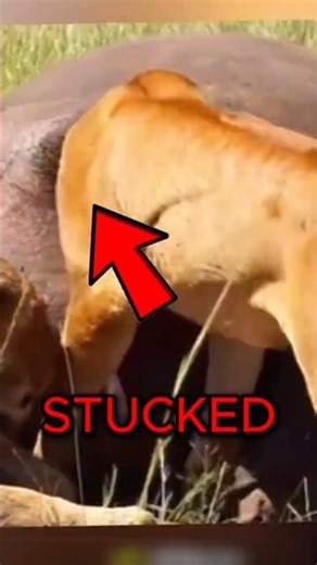 Worst Timing Ever for These Animals 💀 #wildlife #shorts