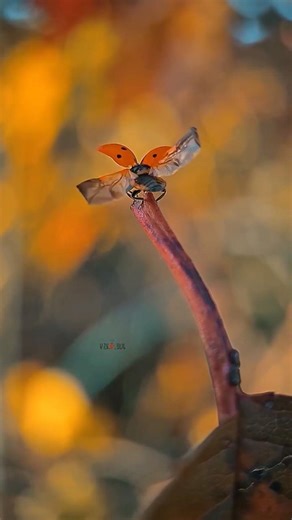 This Ladybug unfolds its delicate wings before taking flight