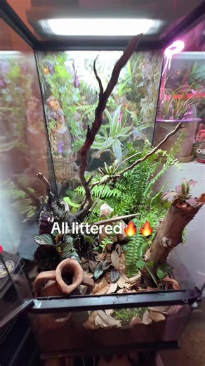 Bioactive terrarium build!! #gecko #crestedgecko #geckosoftiktok #reptileexpo #newtank