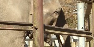 Springfield’s Dickerson Park Zoo celebrates early Halloween with pumpkin treats for animals