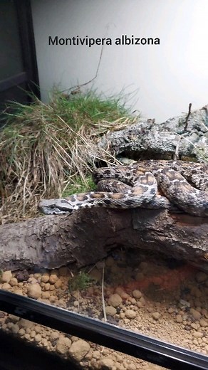 Repti Planet - Montivipera albizona | Repti Planet