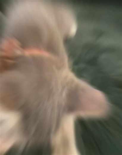 When your cat starts making biscuits, it means you’re home, you’re safe, and you’re loved 🐱💖 Comment MEOW if your cat is a professional baker! #cat #catknead #catbehavior #CatFacts | Cat Videos Hub