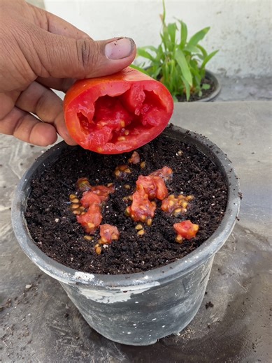 How to Grow Tomatoes at Home: A Comprehensive Guide