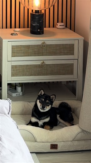 Why My Shiba Inu Took Over the Dog Bed — Puppy Behavior Explained