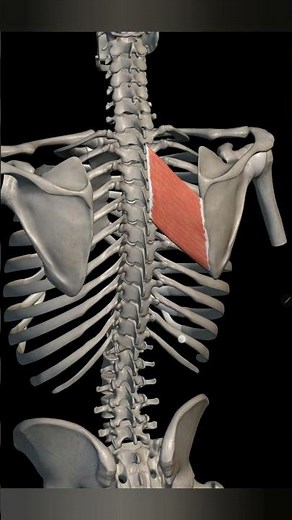 rhomboid major muscle with origin insertion Nerve supply actions |muscle anatomy #anatomy #3danatomy