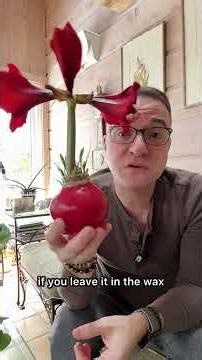 A bit about waxed amaryllis bulbs. You have two choices.