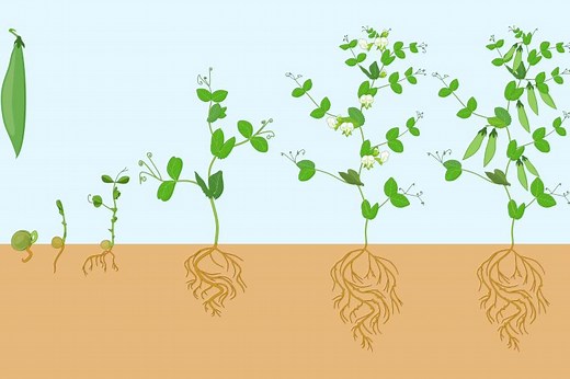 Understanding the Life Cycle of a Bean Plant | LoveToKnow