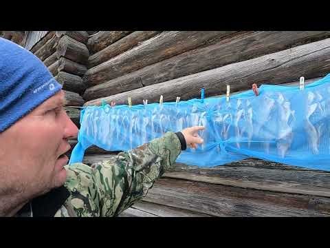 Setting up live bait traps. Morning check of the lines.