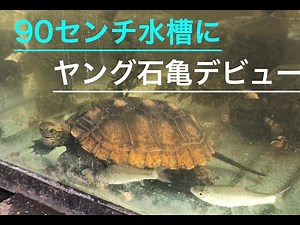 亀の90センチ水槽デビュー#ニホンイシガメ #亀観察 #turtlewatching#ドキュメンタリー #検証動画