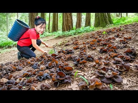 TIMELAPSE — Harvesting Many Rare Wood Ear Mushrooms in the Forest & Goes to Market Sell – Daily Life