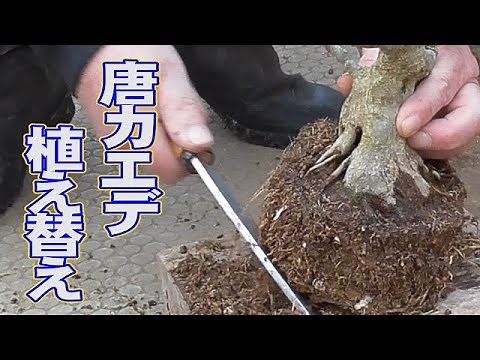 Repotting Chinese maples