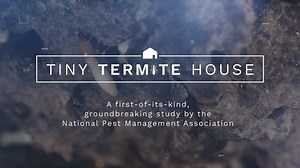 What happens if you take half a million termites and set them loose in a tiny, built-to-scale house? Watch and find out! | PestWorld