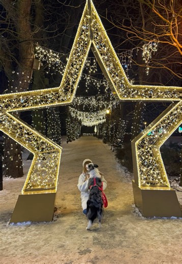 Enjoy a Snow Walk with My Border Collie
