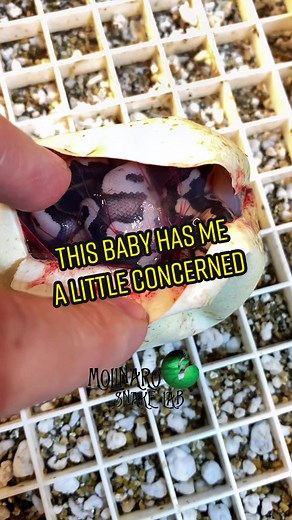 🐍 Will this one make it? 🧪 #FilmTeyvatIslands #fyp #snakes #molinarosnakelab #snakebreeder #royalpythons #गेंदअजगर #althueban #sawa #python #pithon #pythonregius #eggs #badegg #goodegg #educator #pets #petsnake #snakepet #eggcutting