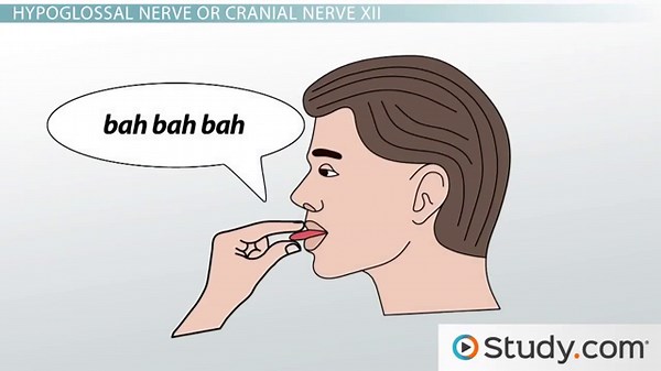Cranial Nerves of the Face & Mouth | Overview & Diagram