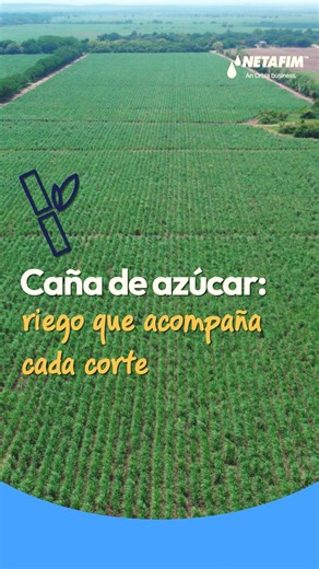 Riego para caña: continuidad y eficiencia corte tras corte 🌱💧