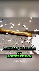 Leech_vs_Salt._🪱_ #science #knowledge #reelitfeelit #fact #explorepage #reels #trending #shorts #technology #facts #fypシ゚ #animals #wildlife #animal | science fiction