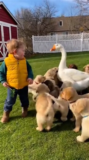 Goose Chases Baby — Puppies Rush In and Save the Day!