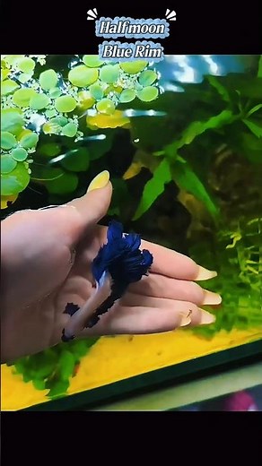 🔥 Blue Rim Halfmoon Betta – The Perfect Metallic Glow! 💙🐟 #BettaFish #HalfmoonBetta #BlueRimBetta