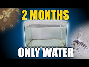 Growing an Ecosystem Using ONLY WATER - 2 month update