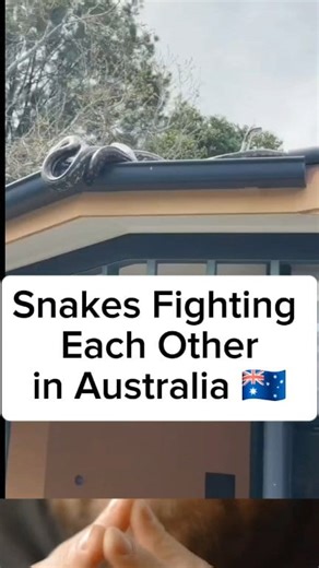 29M views · 8.4K reactions |  Snakes fighting each other in...