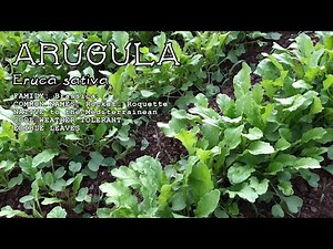Arugula - Eruca sativa - Easy-to-Grow Pepper Salad Greens Plant