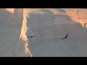Californian Condors flying in the Grand Canyon
