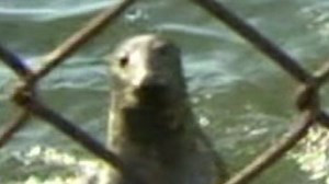 Breakfast at Billingsgate for Sammy the seal