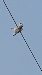 A Black-shouldered Kite sits calmly on the wire, scanning the fields with its bright red eyes. Known for its sharp vision and silent hunting style, this graceful raptor waits patiently for the perfect moment to strike its prey | #BlackShoulderedKite #BirdsofUSA #WildlifeUSA #RaptorWatch #BirdPhotography #NatureLovers #BirdWatching | Birds Lover