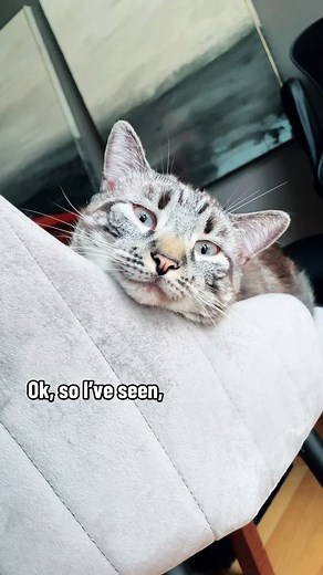 ✨CAT MATH✨ #catmath #madmaxmcmanimon #funnycats #catsoftiktok #cattok #funnycattiktoks #cattiktok