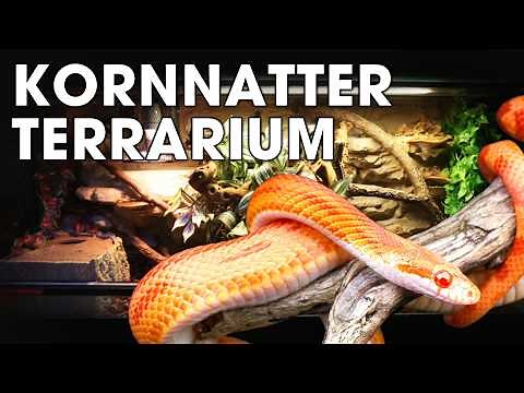 Corn snake terrarium 🐍 Build a new back wall yourself (step-by-step)