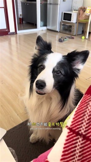 好战分子#边牧#养狗就是用来玩的#宝贝年味企划#万物可爱计划#当你有个犟种小狗