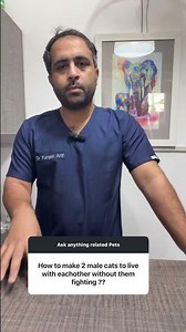 How to Stop Cats from Fighting – Simple Tips! 🐱⚔️