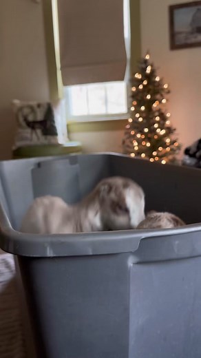 Adorable Tiny Baby Goat Living in the House
