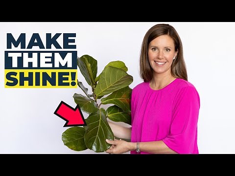 How to CLEAN and PROTECT Your Fiddle Leaf Fig Leaves